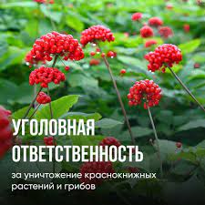 Томская межрайонная природоохранная прокуратура информирует об установлении уголовной ответственности за умышленные уничтожение и незаконный оборот особо ценных растений и грибов, занесенных в Красную книгу Российской Федерации.